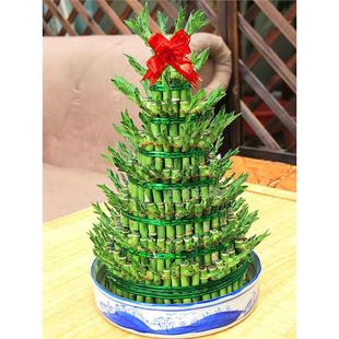 节节高富贵竹富贵塔室内绿植花卉八层九层开运竹盆栽开业送礼植物