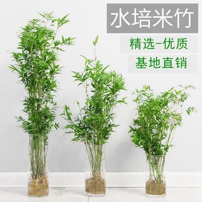 水培植物米竹绿室内盆栽富