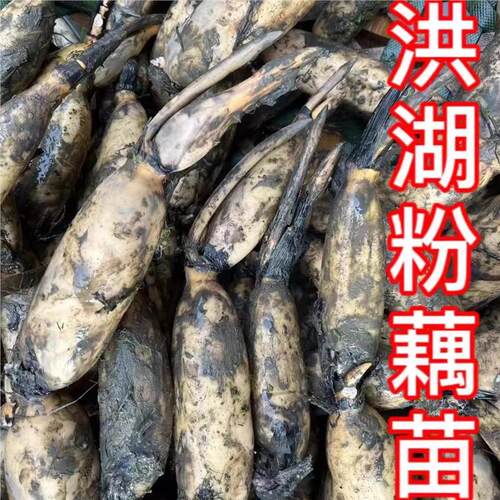 洪湖食用粉藕种苗莲根荷花