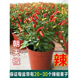 朝天椒盆栽带果可食用阳台庭院多季开花结果植物小米椒五彩辣椒苗