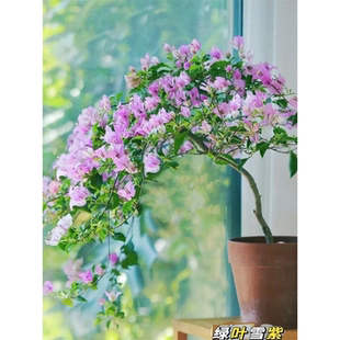 三角梅花苗重瓣不甜西瓜卡亚塔双色落日爬藤四季勤花盆栽庭院树苗