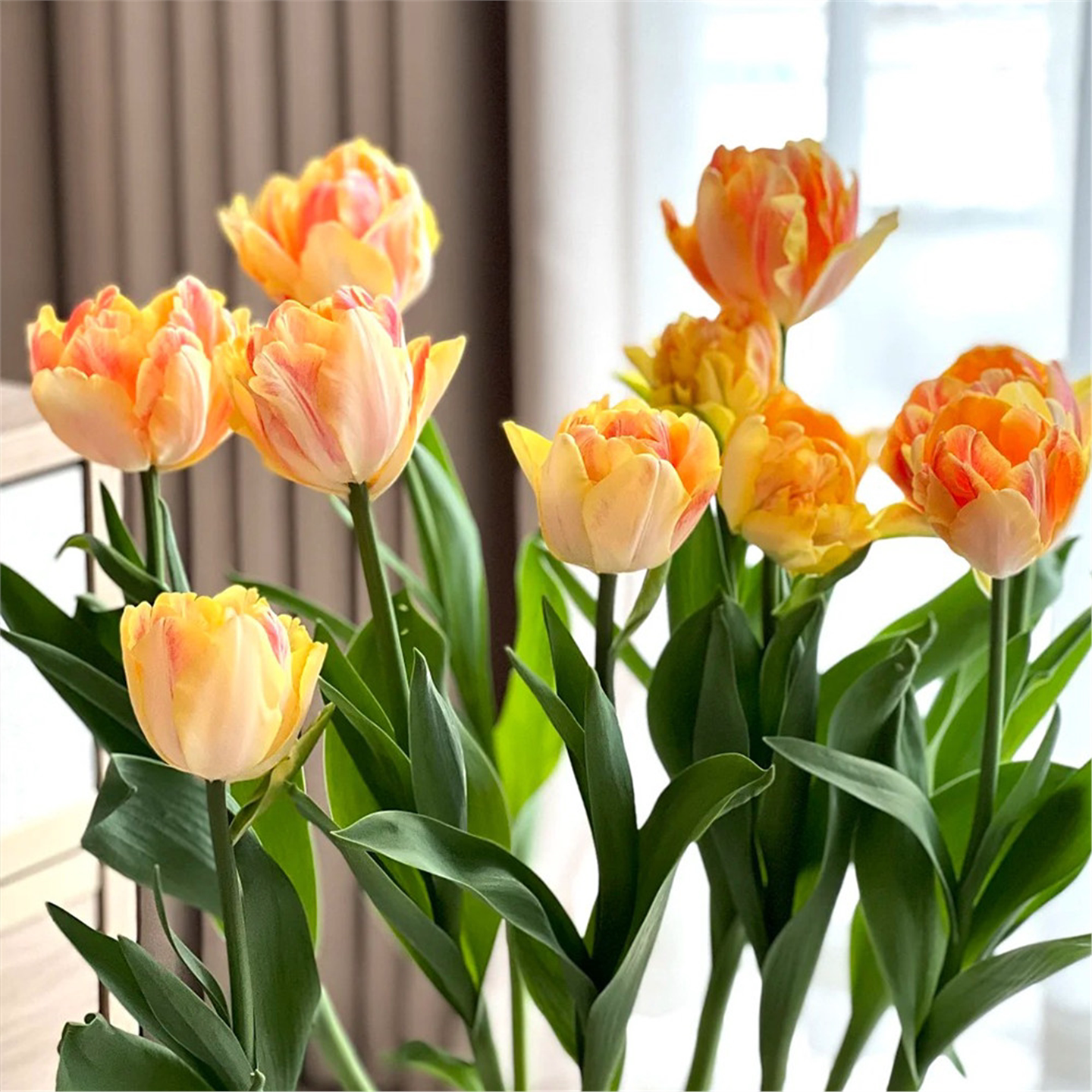 自然球郁金香 12+】郁金香荷兰进口稀有品种种球耐寒室外地栽盆栽