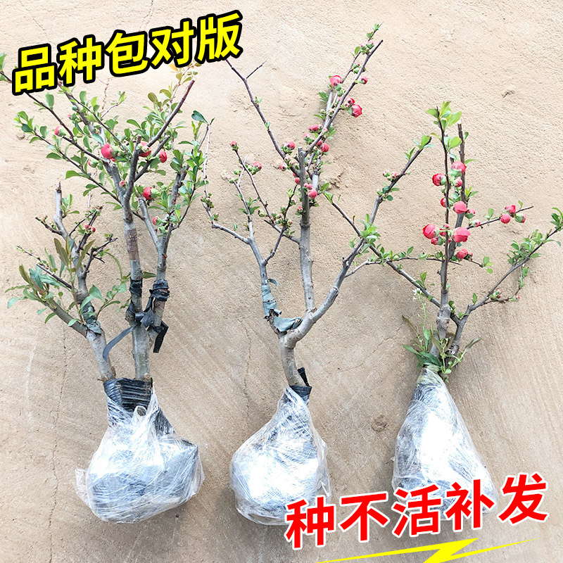 海棠花盆栽带苞树苗老桩景