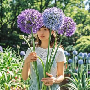 大花葱种球盆栽大使花苗环球霸王荷兰进口球王耐寒花卉植物种子花