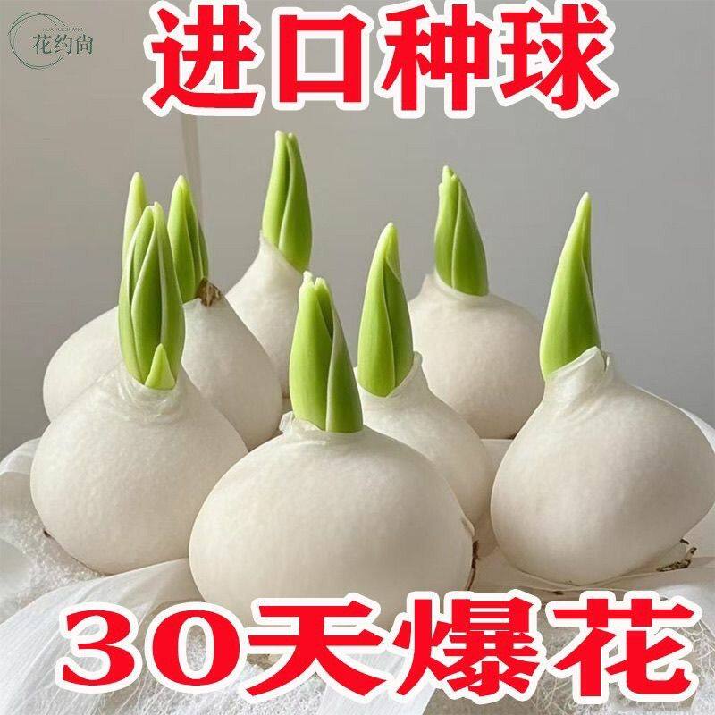5颗郁金香种球水培花卉植物室内盆栽花卉花苗四季花卉种子好养活