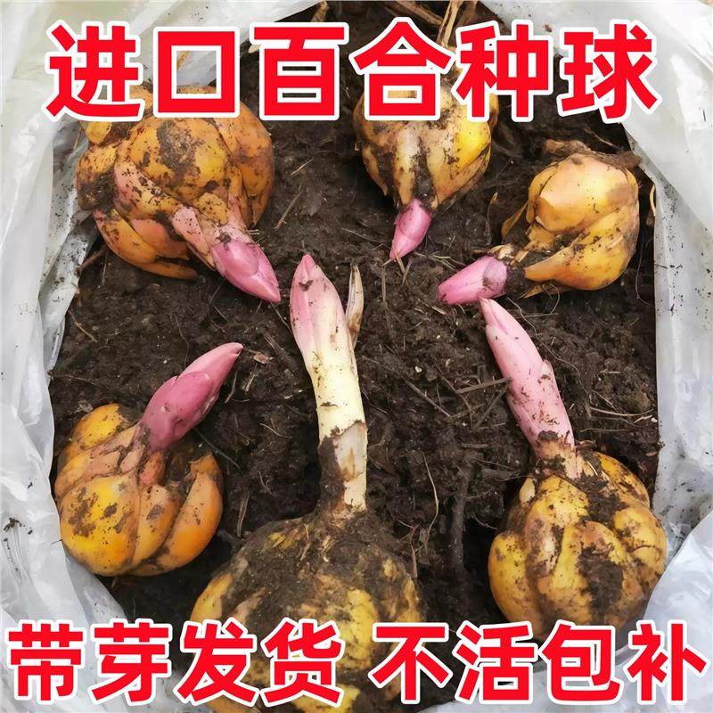 【带芽发货】香水百合种球四季种植盆栽室内阳台花卉绿植种子耐寒,鲜花速递/花卉仿真/绿植园艺,时令草本花卉,淘宝优惠券,粉丝福利购,淘宝优惠卷