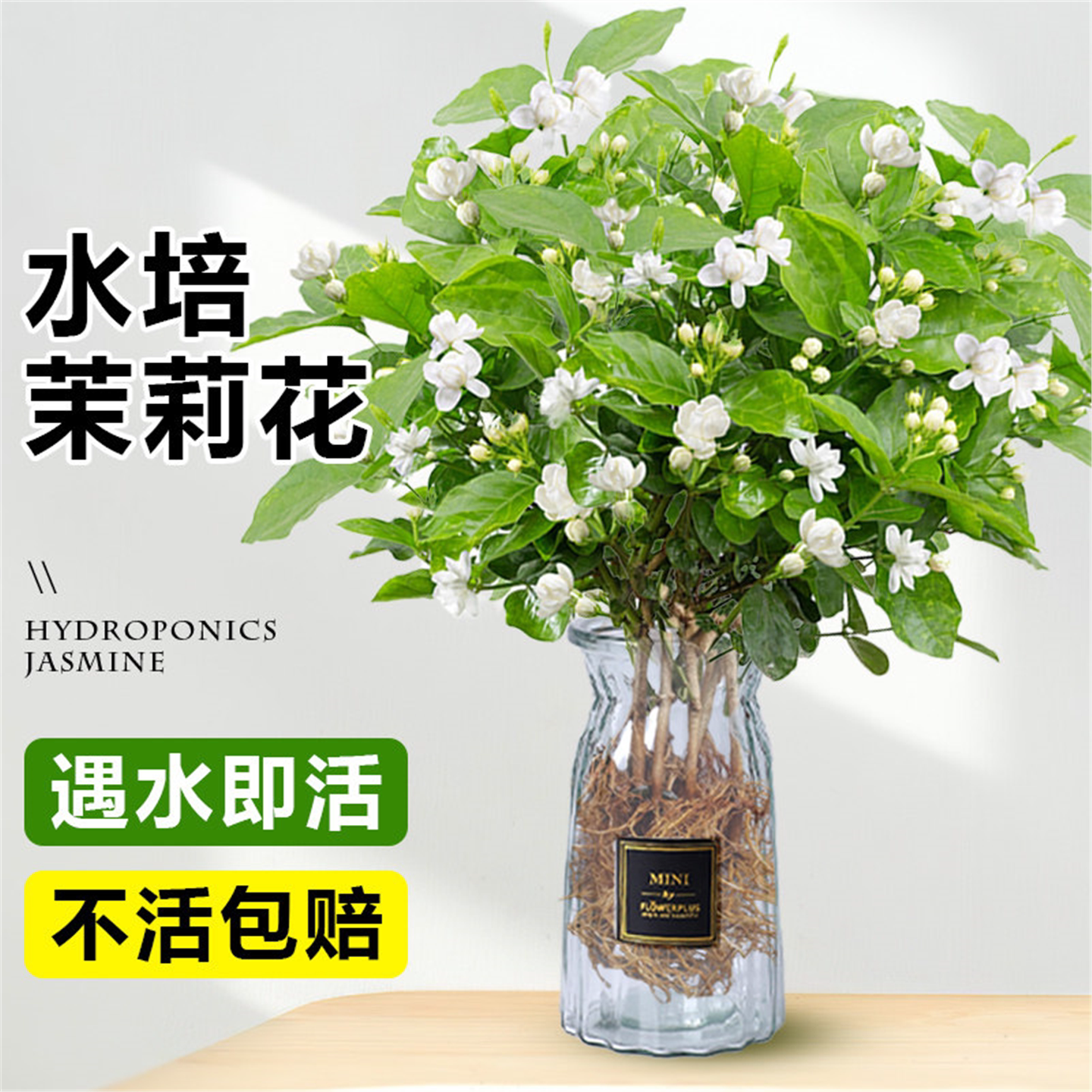 茉莉花水培植物盆栽办公室内桌面好养适合懒人养的花卉绿植九里香