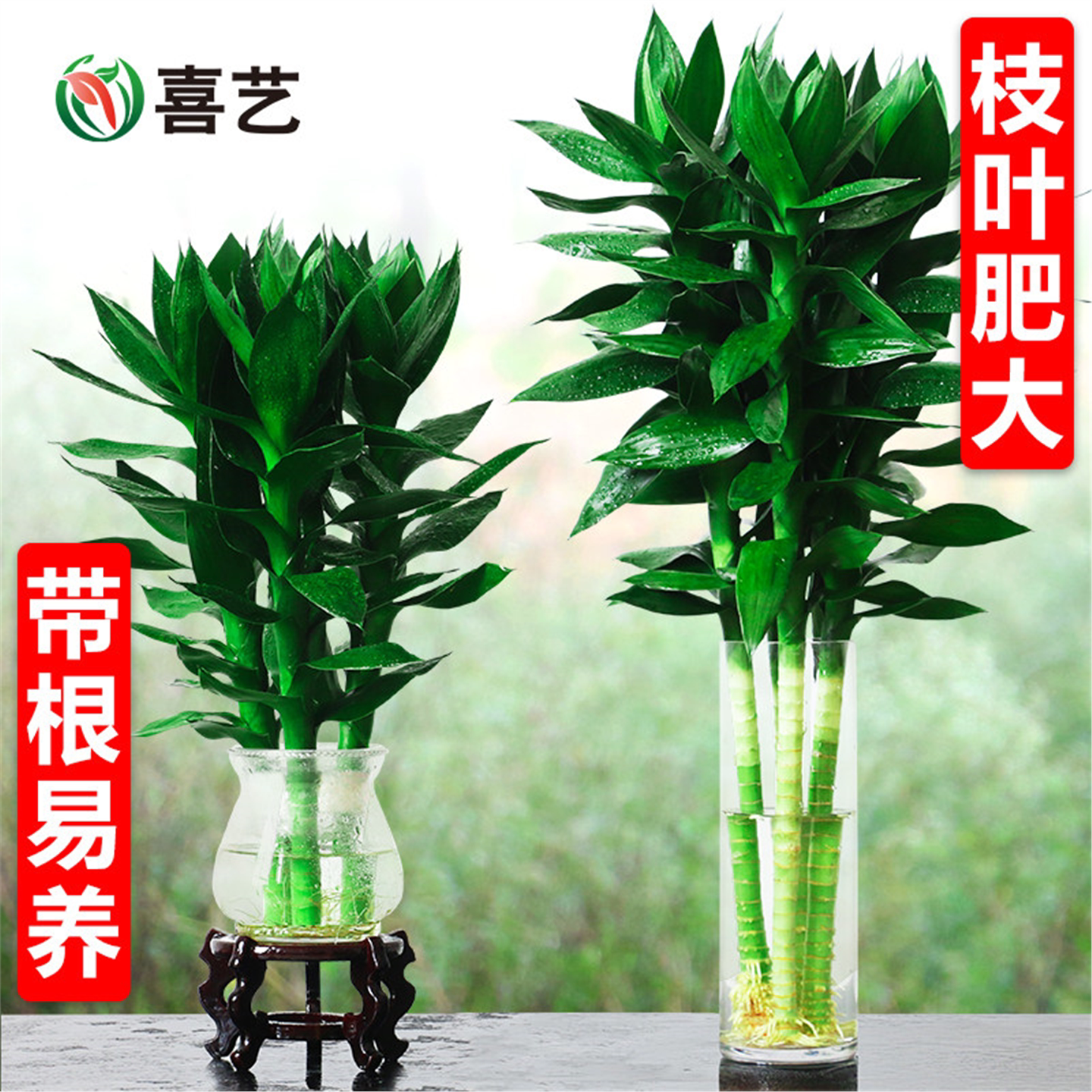 水养大叶观音竹荷花富贵竹水培植物花卉办公室桌面室内小盆栽