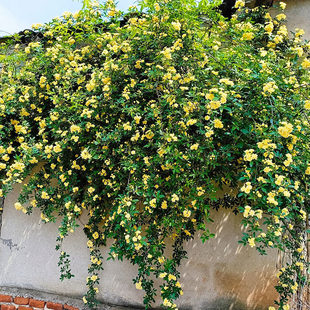 黄木香花苗爬藤植物花卉重瓣红木香树苗蔷薇四季开花庭院大苗盆栽