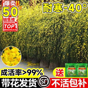 迎春花树苗盆栽带花苞多季开花卉室内阳台庭院耐寒爬藤植物报春花