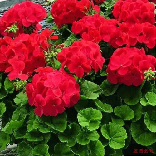 天竺葵花苗洋绣球驱蚊草盆