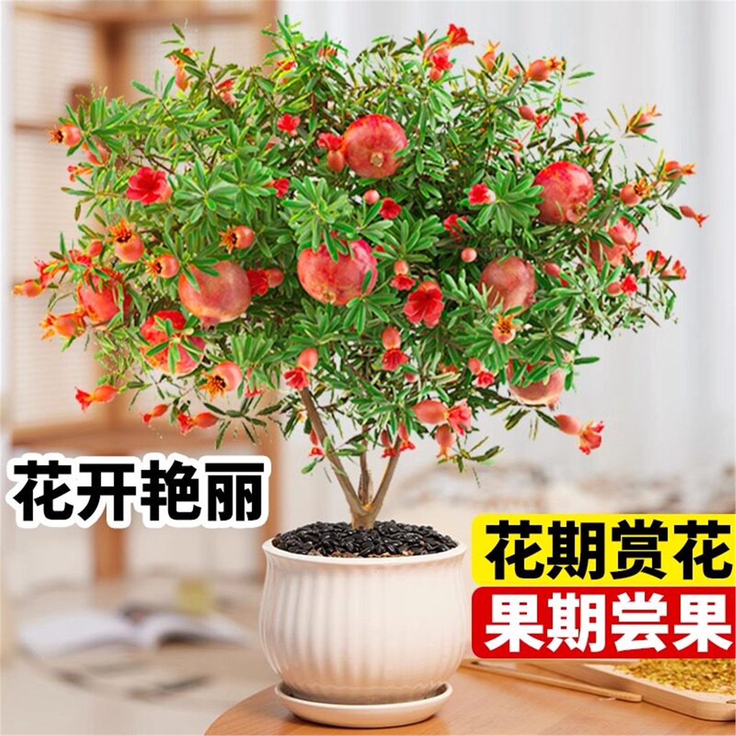 特大石榴树苗突尼斯软籽无