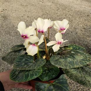 一代仙客来年宵带花盆栽兔子花鹤仙来进口种球室内易养原土盆