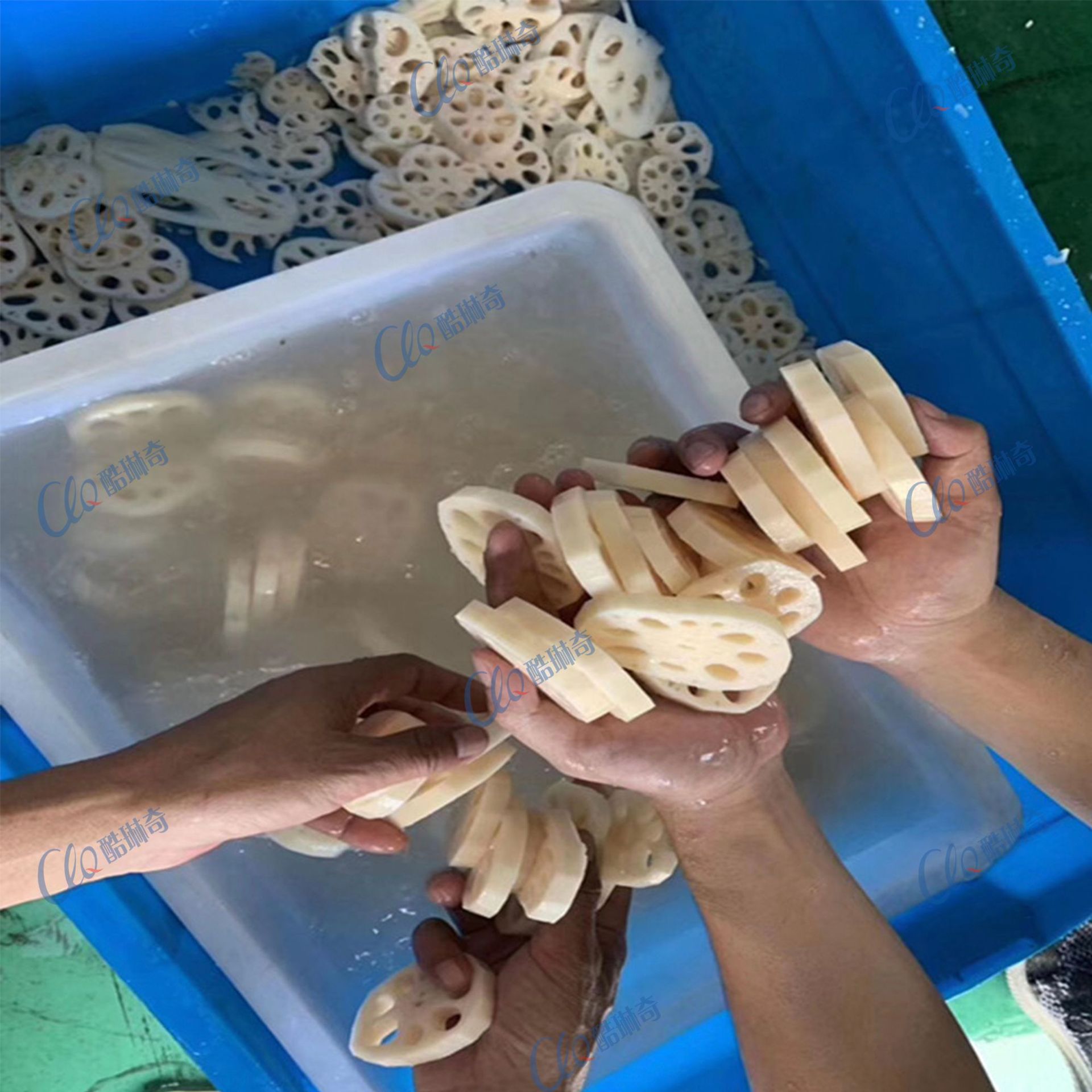 哇噢包装莲藕分切片机 莲藕清洗输送水平挑选生产线猕猴桃切片机