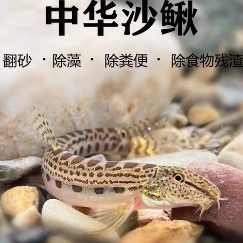 原生中华花鳅底层翻沙洗沙工具鱼