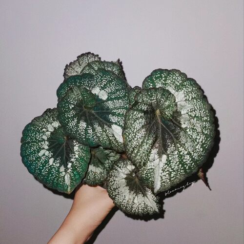 品种名X字开头 蟆叶类秋海棠 满38包邮 不包叶损