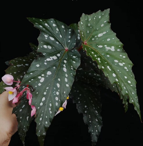 品种名K字开头 竹节类秋海棠 满38包邮