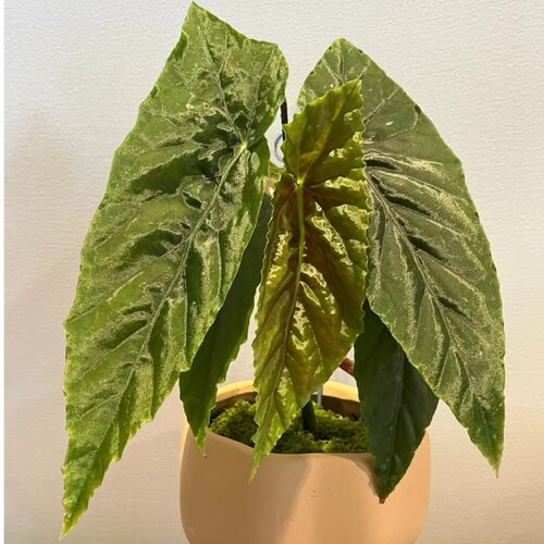 品种名L字开头 竹节类秋海棠 满38包邮 不包叶损