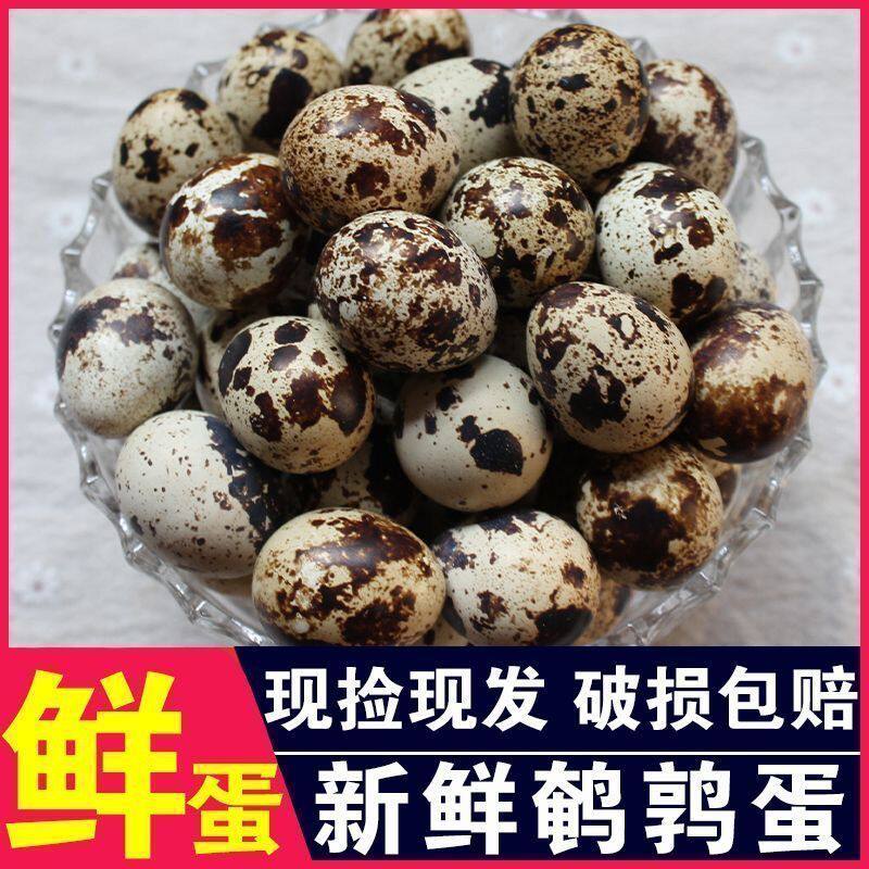 【48枚当天捡当天发】鹌鹑蛋新鲜农家杂粮喂养孕妇宝宝绿色生鲜蛋