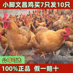 正宗海南小脚文昌鸡活体脱温半斤小鸡家养散养果园活苗鸡公母可选