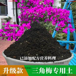 三角梅专用营养土家庭园艺土盆栽通用泥土种植花卉绿植培养土肥料