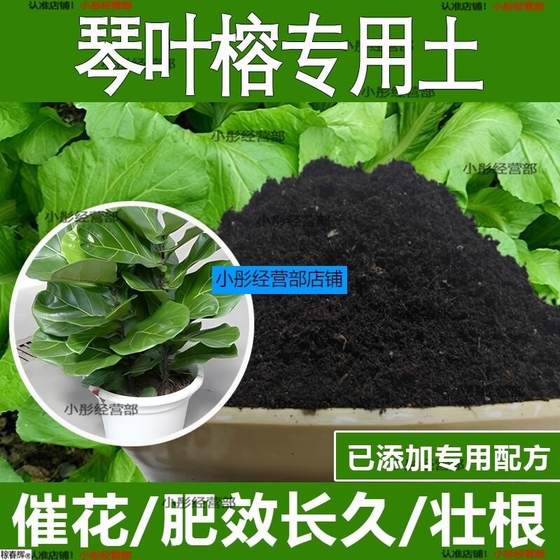 琴叶榕专用土琴叶榕专用营养土酸性土种植土通用土有机土肥料土壤
