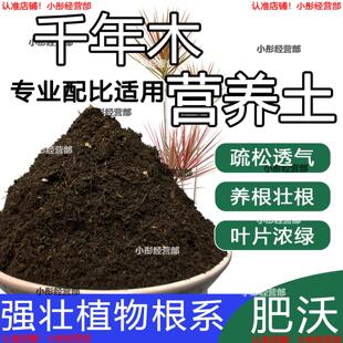 千年木专用土肥料盆栽土壤园艺养花育苗花土阳台千年木营养土蓬松