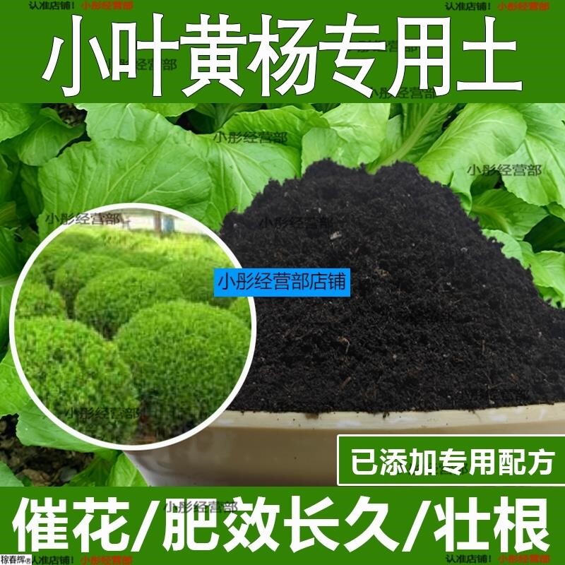 小叶黄杨专用土小叶黄杨专用营养土酸性土种植土通用土有机土肥料
