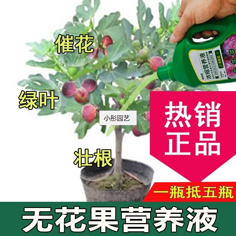无花果营养液通用型无花果专用营养液花肥绿植水培植物肥料液体肥