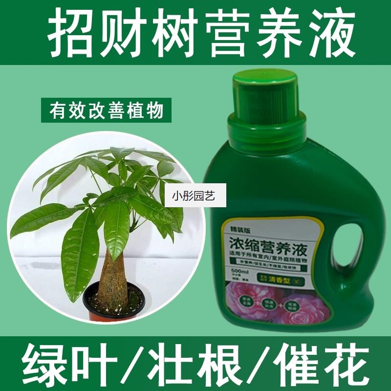 招财树营养液通用型招财树专用营养液花肥绿植水培植物肥料液体肥