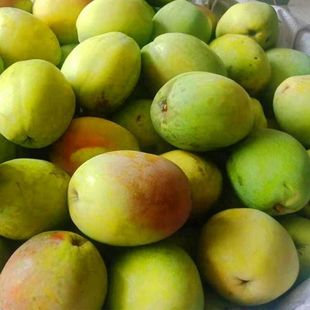 云南德宏酸木瓜1斤装芒市特产新鲜木瓜泡酒酸木瓜黄色木瓜