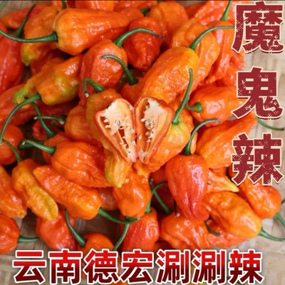 云南新鲜魔鬼椒德宏涮涮辣变态辣魔鬼辣椒龙息断魂椒特辣辣椒