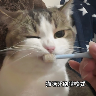 猫咪牙刷啃咬式去牙结石口臭软毛不伤牙龈宠物口腔护理清洁工具