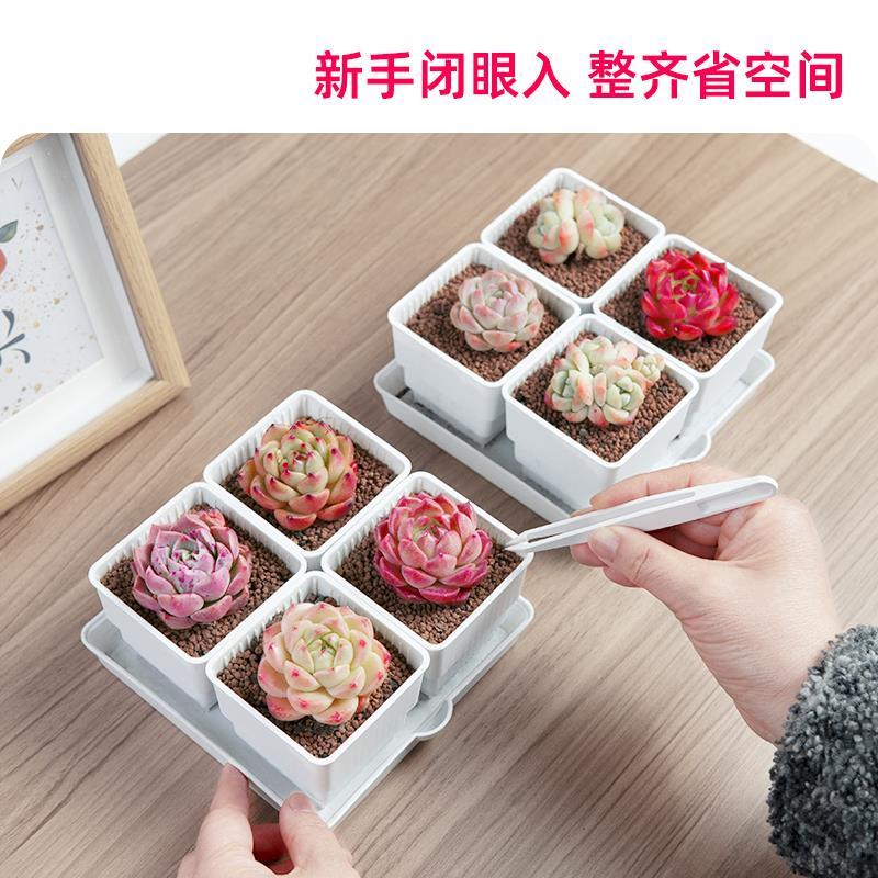 美莳种多肉植物的花盆组合塑料创意小白方带托盘一体控根金小