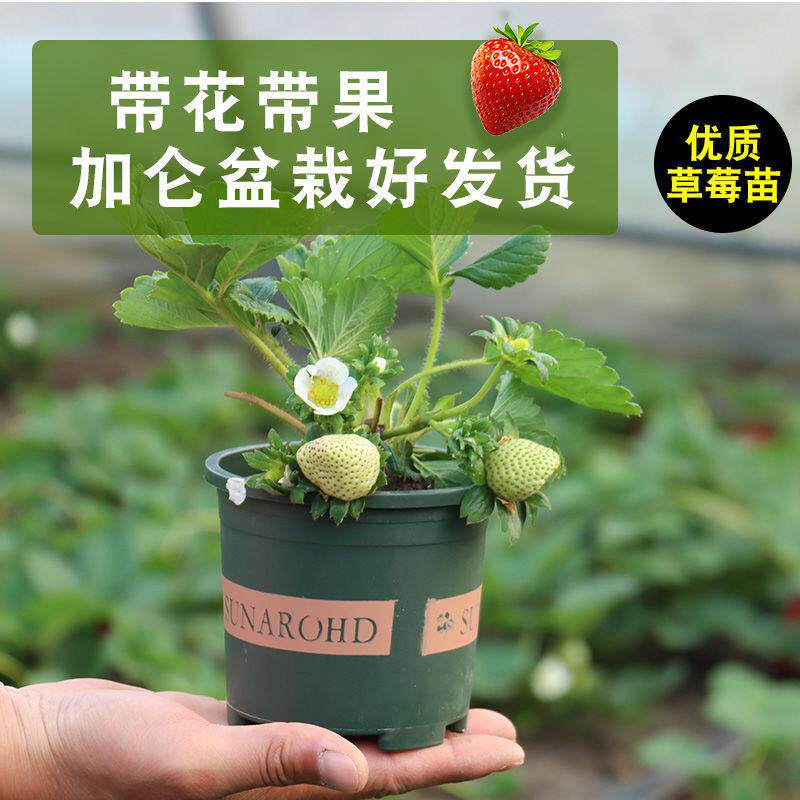 奶油草莓苗南北方室内室外种植四季结果脱毒草莓苗盆栽地栽当年结