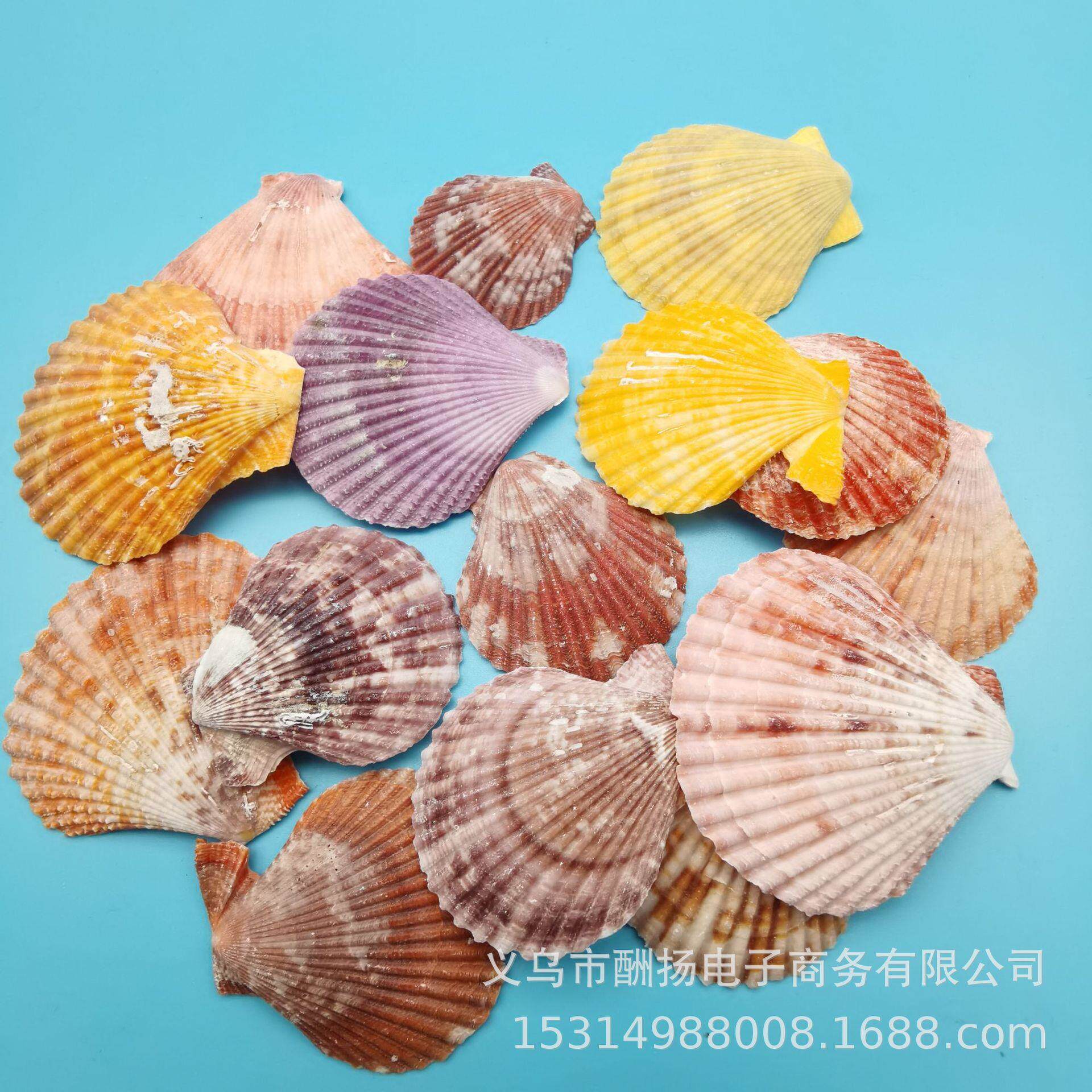 海螺贝壳工艺材料七彩贝螺地中海创意手工素材水族用品配件