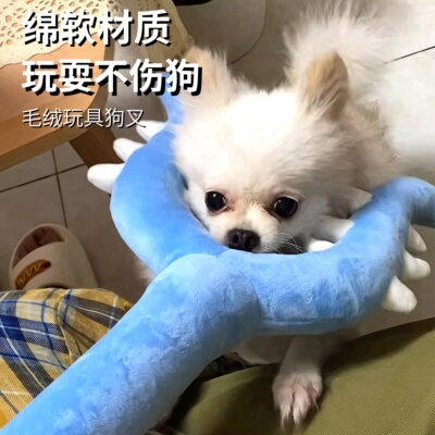 软萌可爱，叉猫逗狗一把手