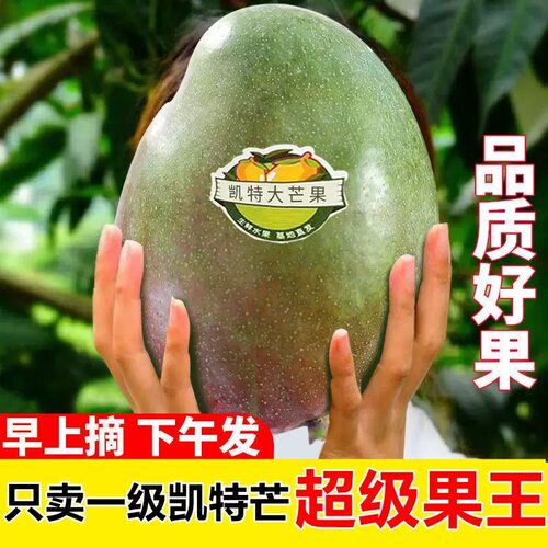 超大肉足凯特芒果果农直销