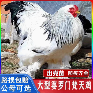 正宗纯种婆罗门鸡活苗大种鸡巨型梵天鸡半斤小鸡脱温苗观赏鸡活体