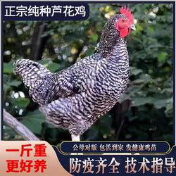 一斤纯种汶上芦花鸡活苗小鸡活苗脱温芦花鸡散养土鸡高产蛋母鸡苗