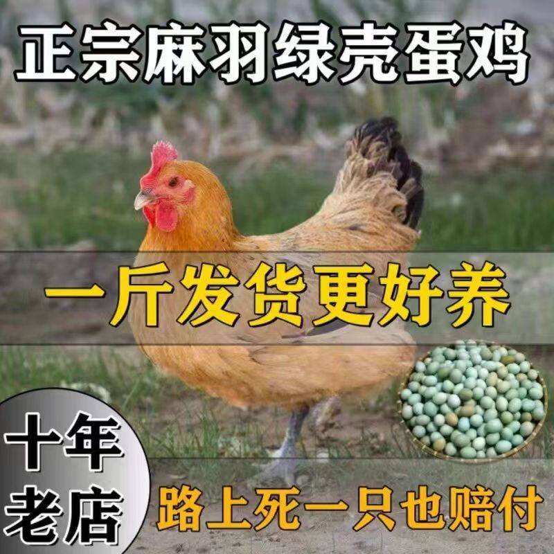 1斤土鸡活鸡苗麻羽活苗小鸡活苗农家散养鸡正宗麻羽绿壳蛋鸡活苗