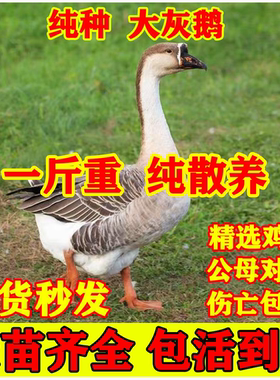 一斤正宗灰鹅活苗高产蛋灰雁鹅脱温大种草鹅马岗鹅大肉鹅小土鹅