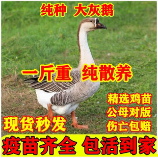 一斤正宗灰鹅活苗高产蛋灰雁鹅脱温大种草鹅马岗鹅大肉鹅小土鹅