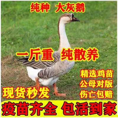 一斤正宗灰鹅活苗高产蛋雁鹅草鹅