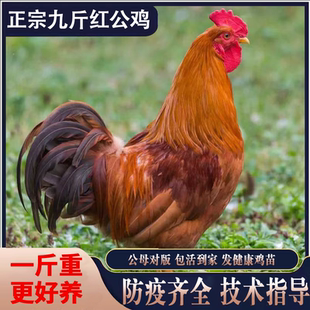 一斤正宗九斤红公鸡小鸡活苗脱温鸡苗红玉阉K9鸡苗散养巨型红公鸡