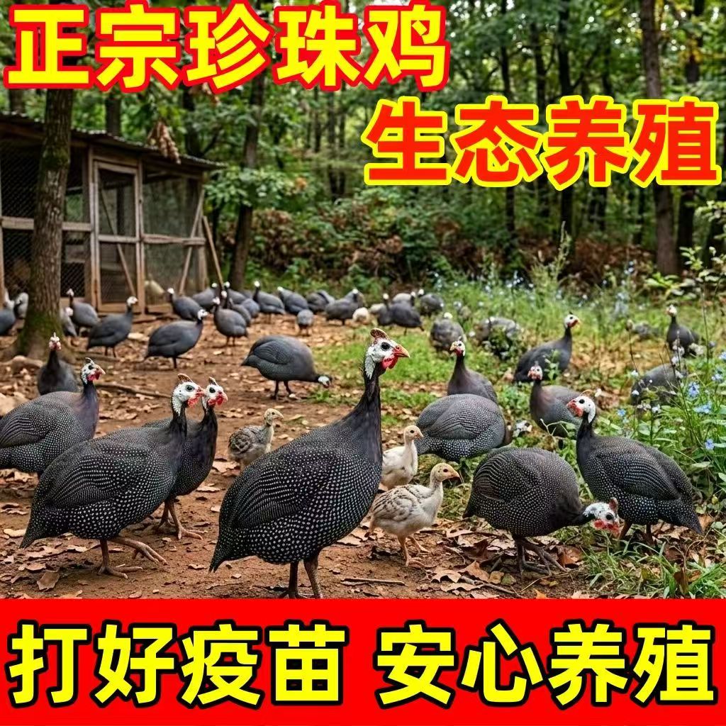 鸡活苗纯种珍珠鸡活苗脱温珍珠鸡活体半大鸡活珍珠鸡小鸡活苗包邮
