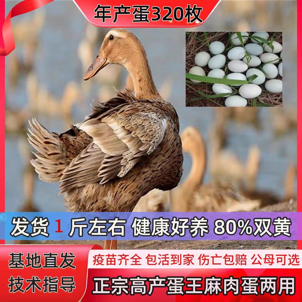 一斤麻鸭子活苗正宗金锭麻鸭子脱温鸭高产绿壳蛋鸭散养水鸭苗蛋鸭