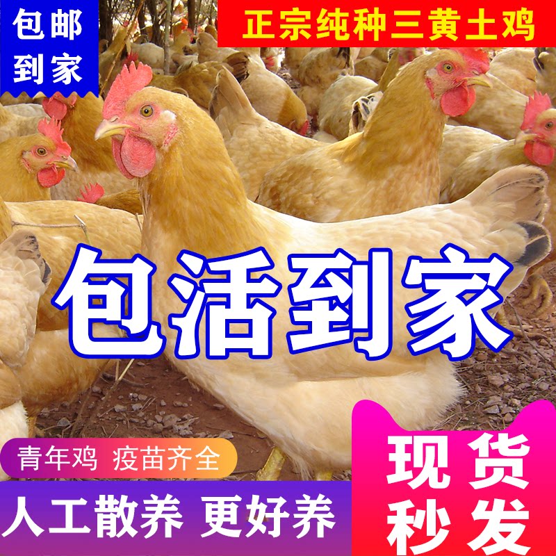 1斤正宗三黄土鸡活苗散养小鸡活苗纯种三黄鸡农家散养脱温鸡土鸡