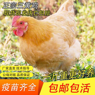 一斤纯种清远三黄鸡母鸡脱温半大小鸡土鸡活苗包活到家散养小鸡苗