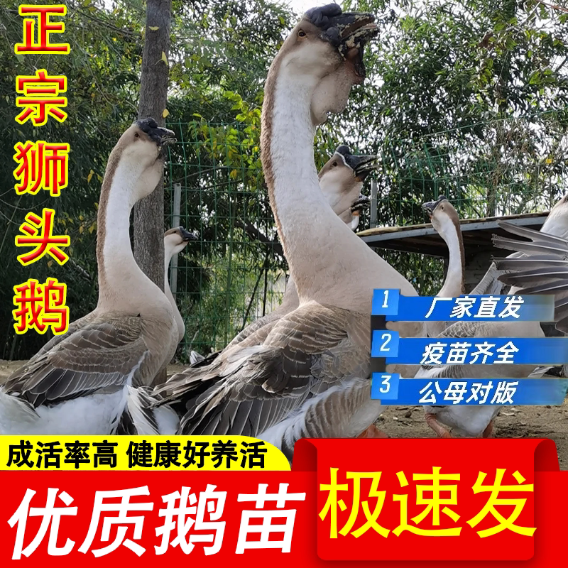 鹅活苗正宗特大种狮头鹅活苗潮汕特大型狮子头鹅灰狮头鹅幼苗活体